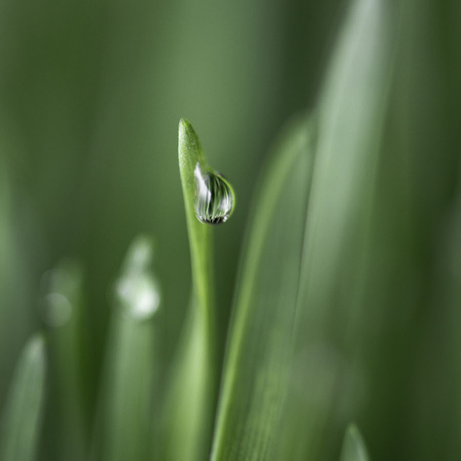 Close up of a drop of water on wheatgrass.